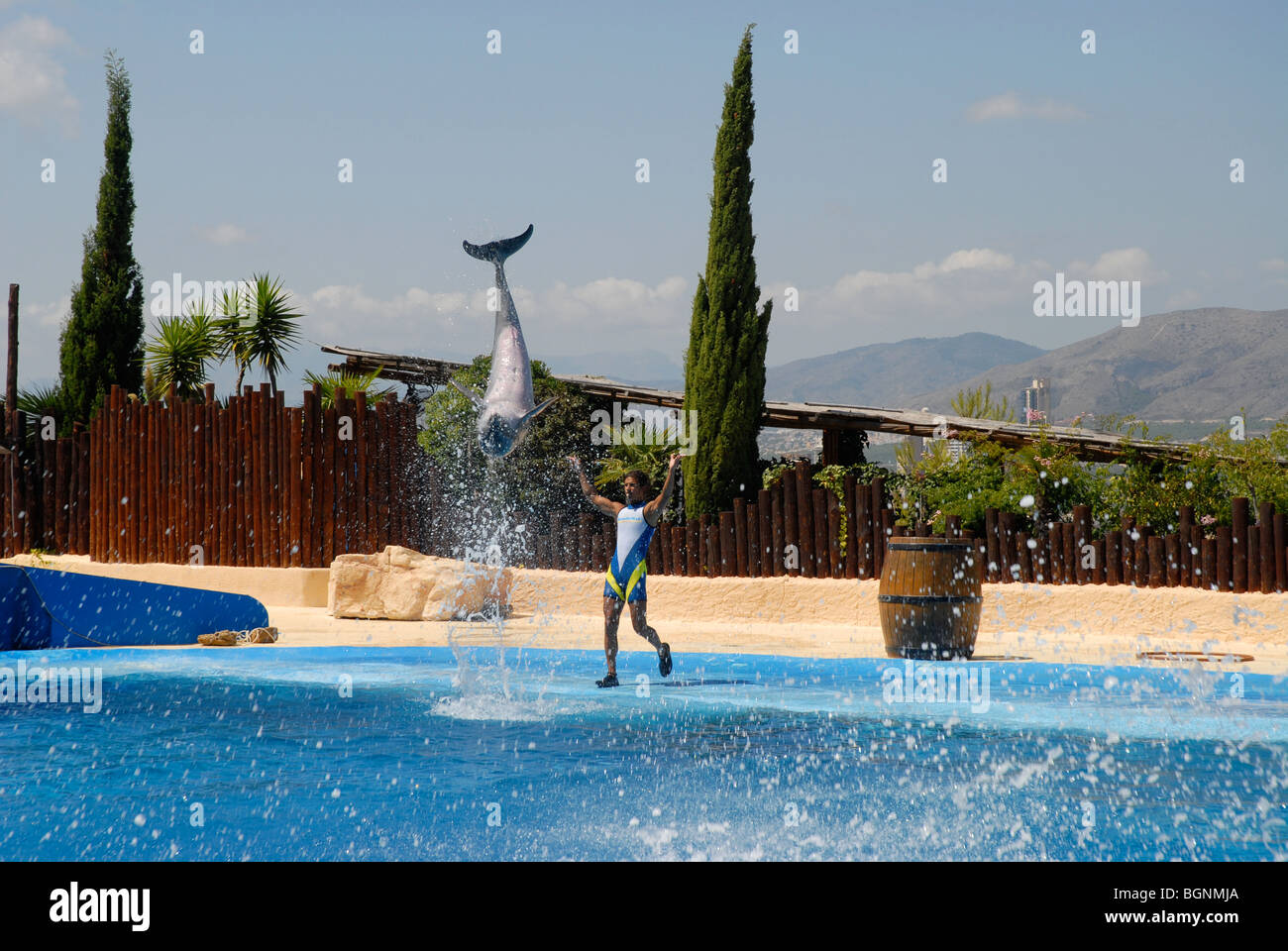 Saut de dauphins à Dolphin Show, Mundomar, Benidorm, Alicante Province, Comunidad Valenciana, Espagne Banque D'Images