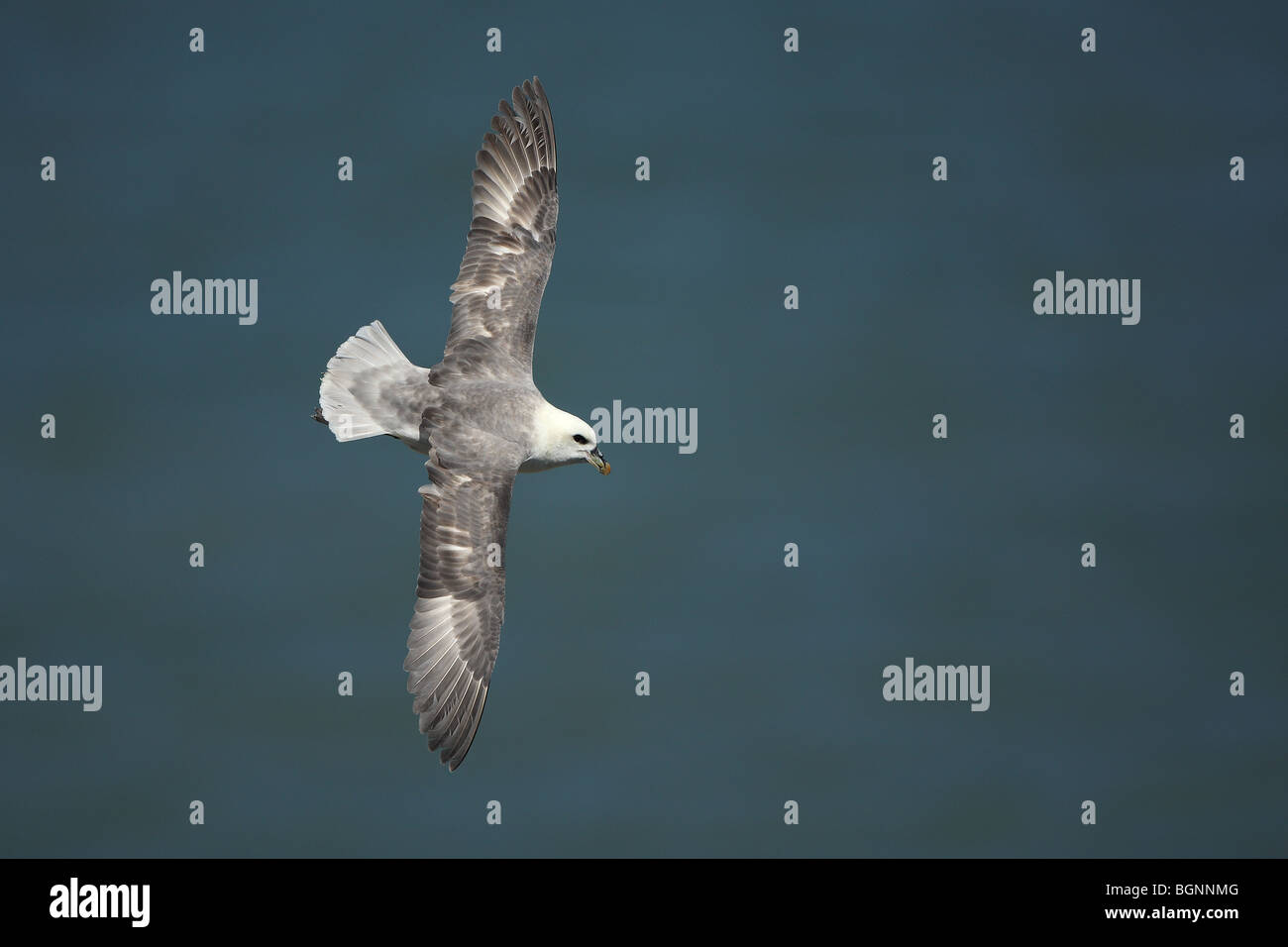 Le Fulmar boréal (Fulmarus glacialis) en vol, France Banque D'Images