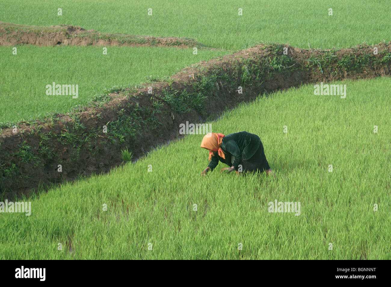 Cueillette de dame riz en hauts plateaux du centre, Vietnam Banque D'Images