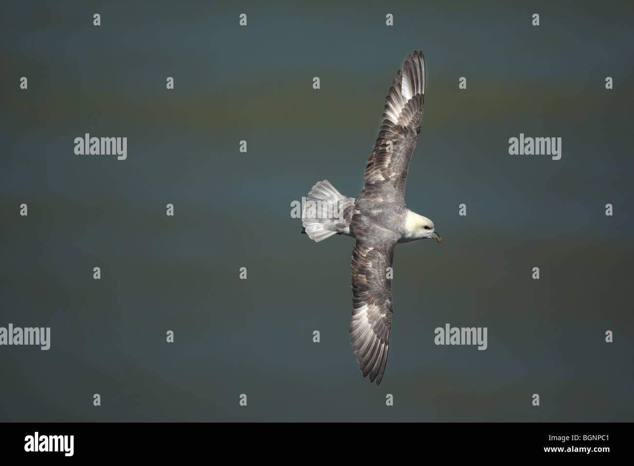 Le Fulmar boréal (Fulmarus glacialis) en vol, France Banque D'Images
