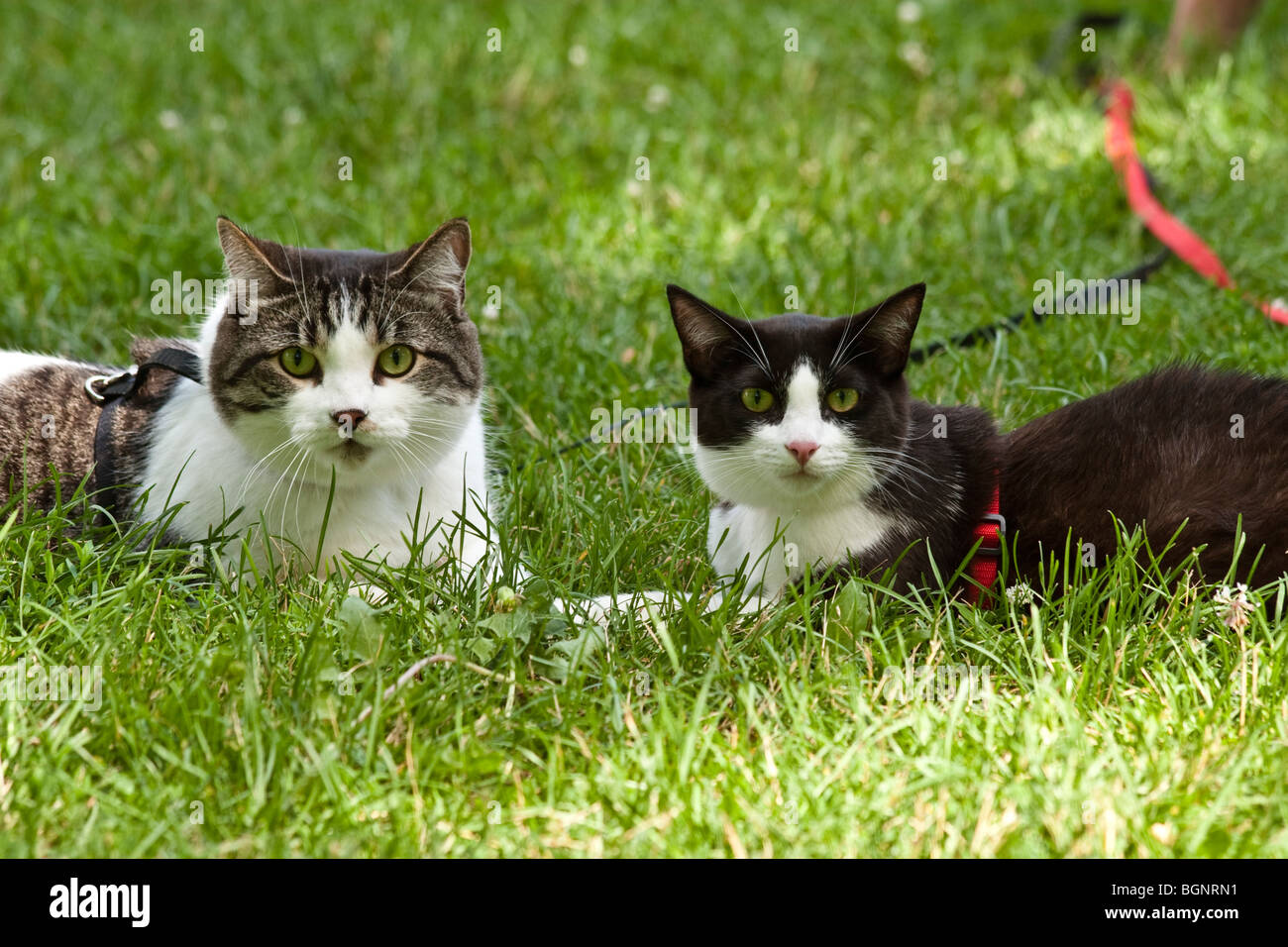 Deux chats en laisse assis dans l'herbe Banque D'Images