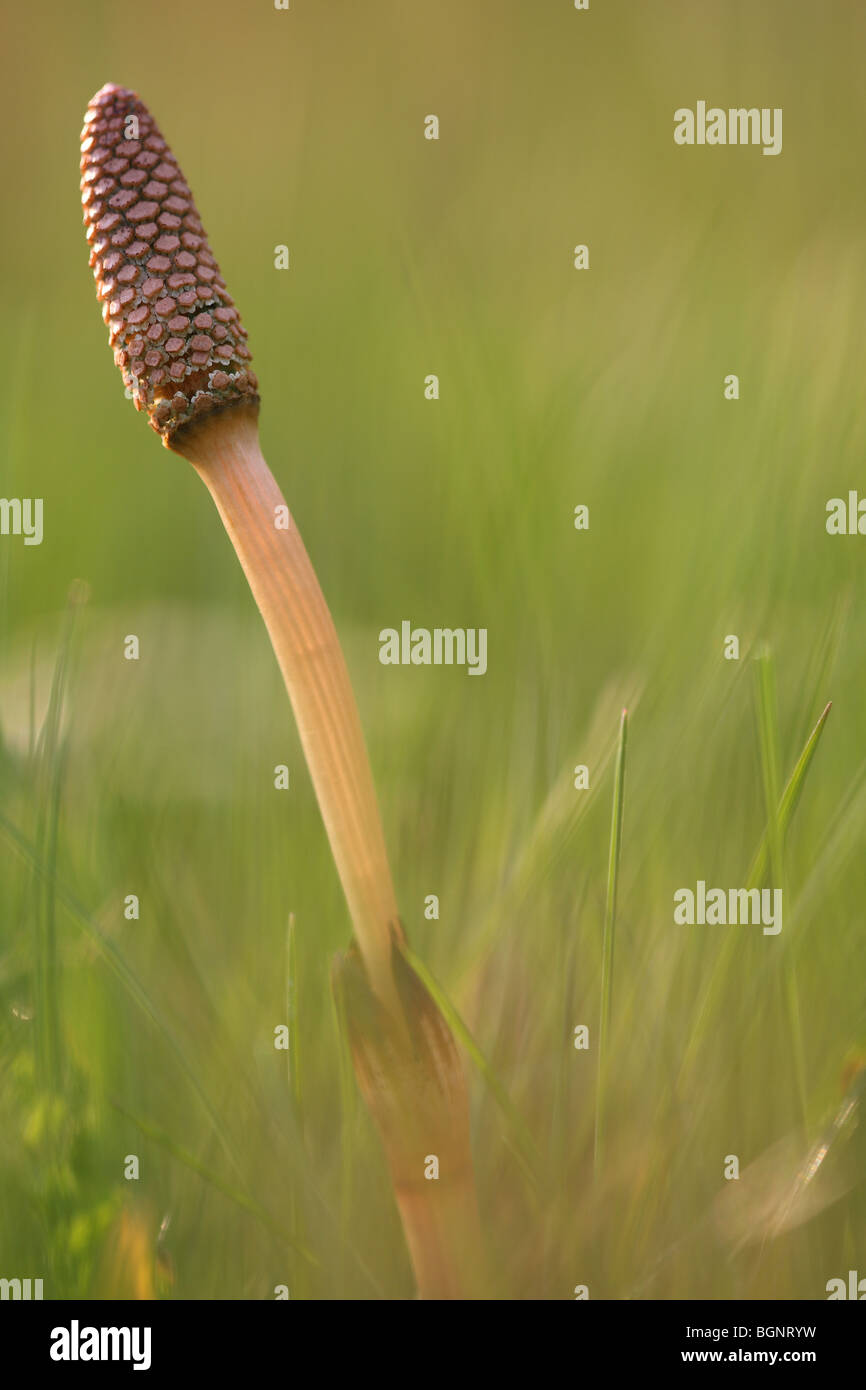 La prêle des champs (Equisetum arvense), Belgique Banque D'Images