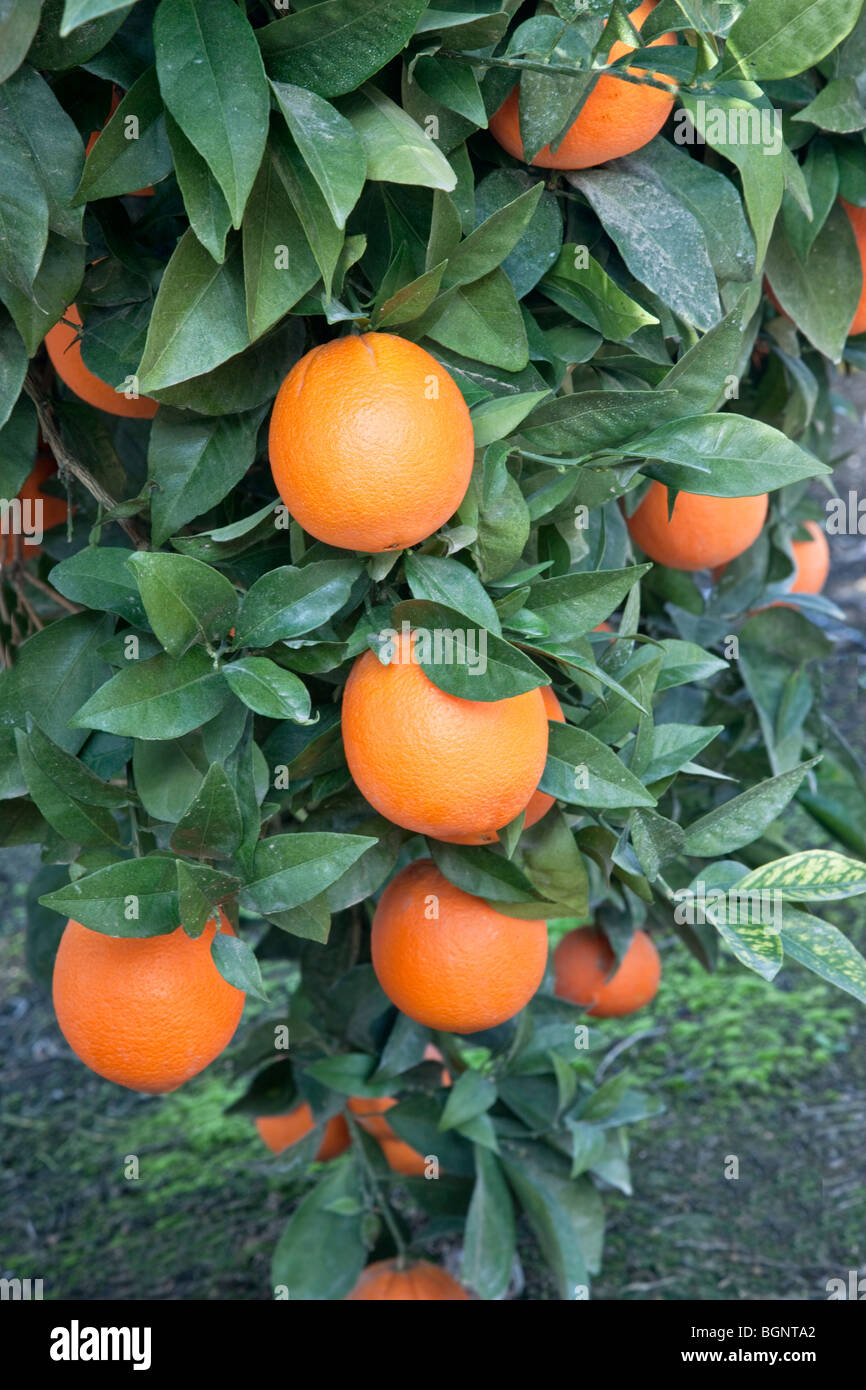 Les oranges à maturité 'Fukumoto' , Direction générale. Banque D'Images