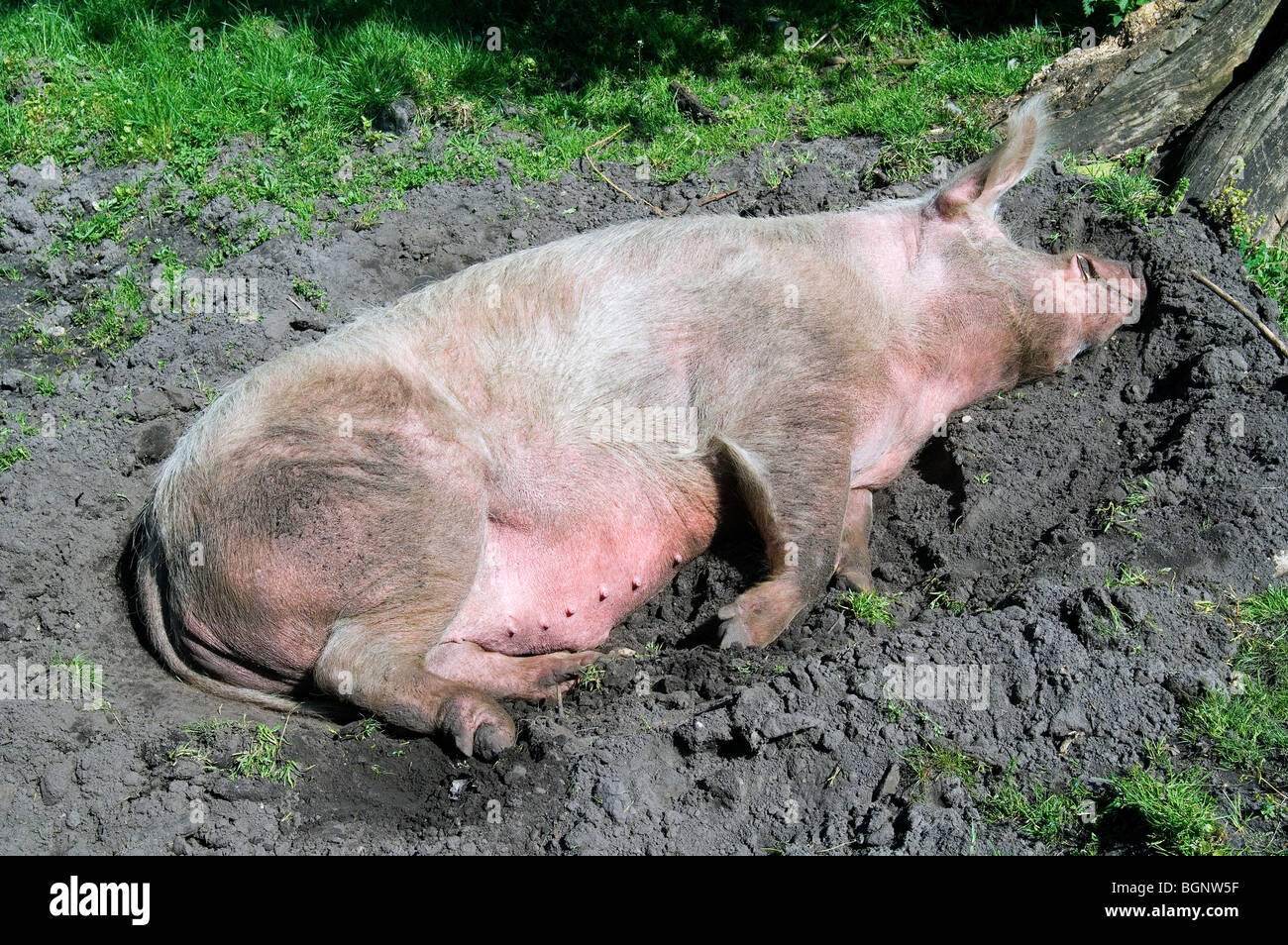 Porc domestique (Sus scrofa domestica), SOW et dormir au soleil dans la boue des marais à la ferme Banque D'Images