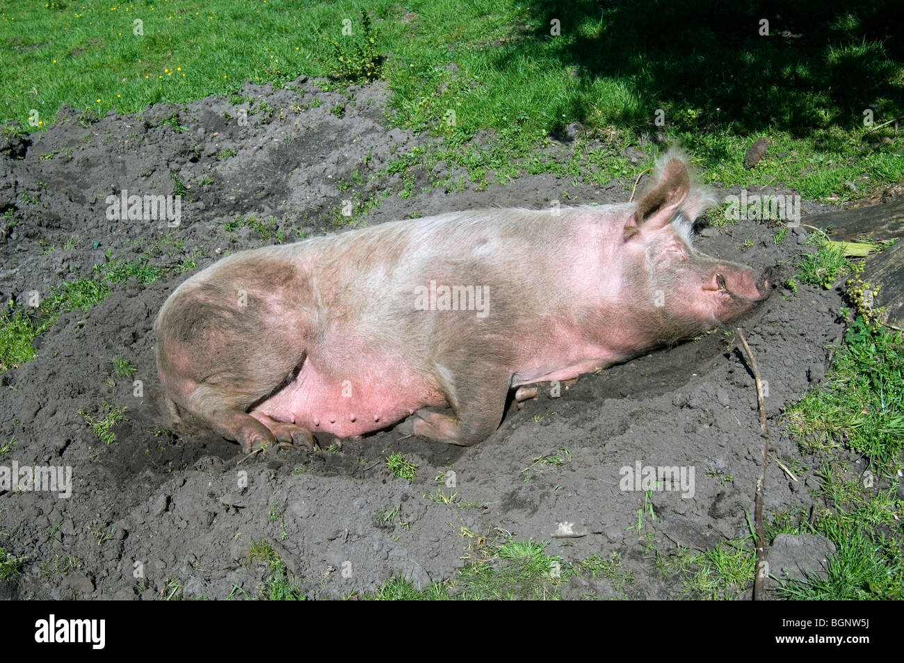 Porc domestique (Sus scrofa domestica), SOW et dormir au soleil dans la boue des marais à la ferme Banque D'Images