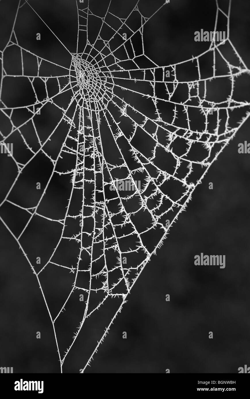 Givre sur les araignées site web Banque D'Images