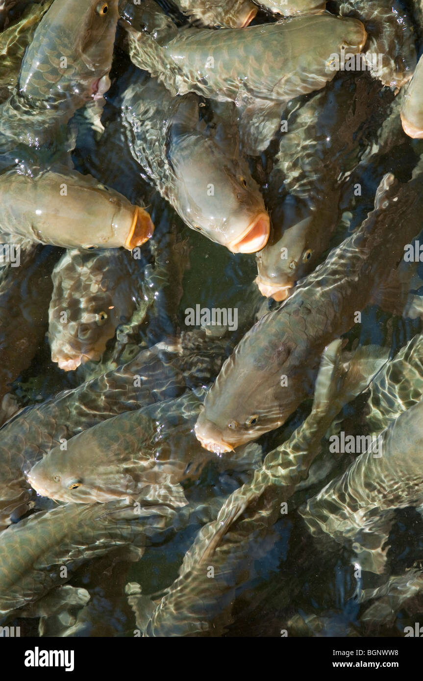 Carpe commune ou carpe européenne (Cyprinus carpio) nourrissant la frénésie. Banque D'Images