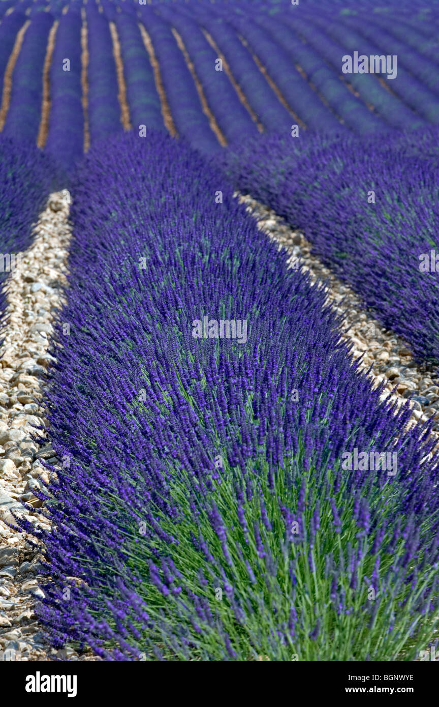 Champ de lavande (Lavandula angustifolia) la floraison dans les rangées en été dans la Provence, France Banque D'Images