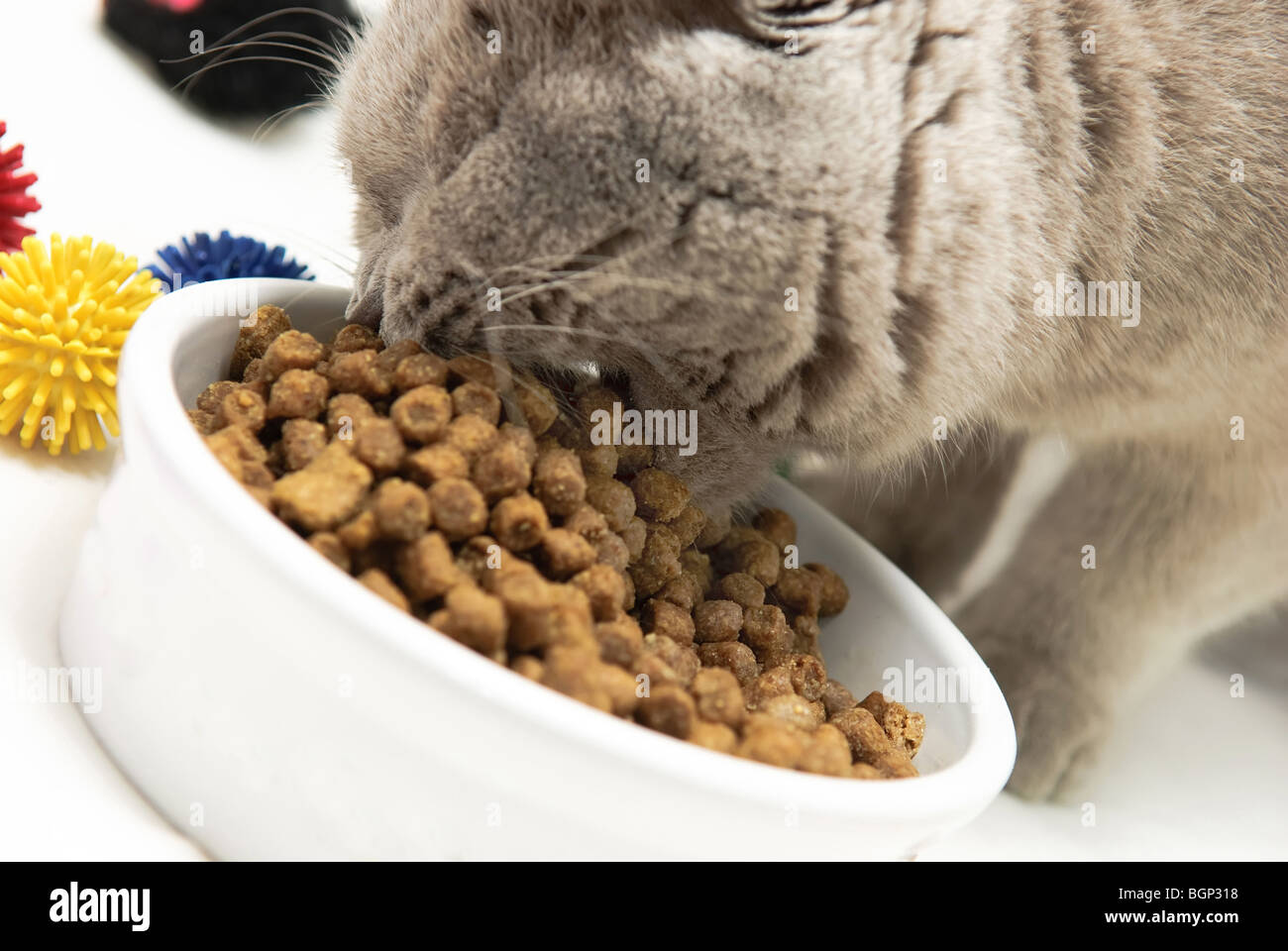 Un chat mange la nourriture de tasse Banque D'Images