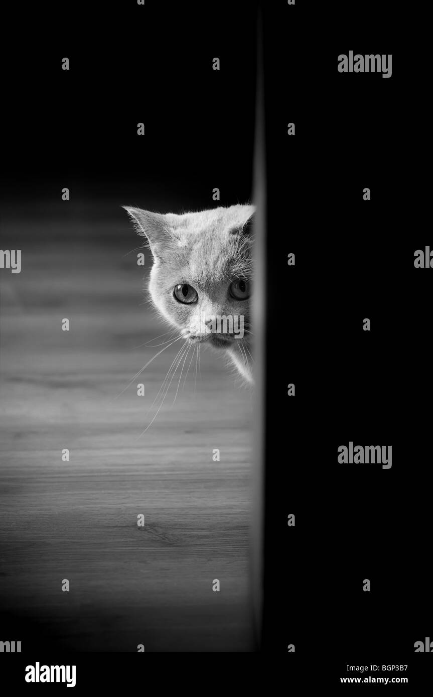 British cat joue à cache-cache Banque D'Images