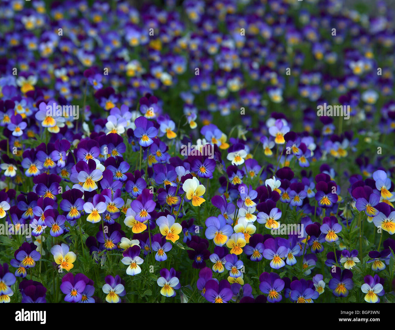 Viola in allotment garden, la Suède. Banque D'Images