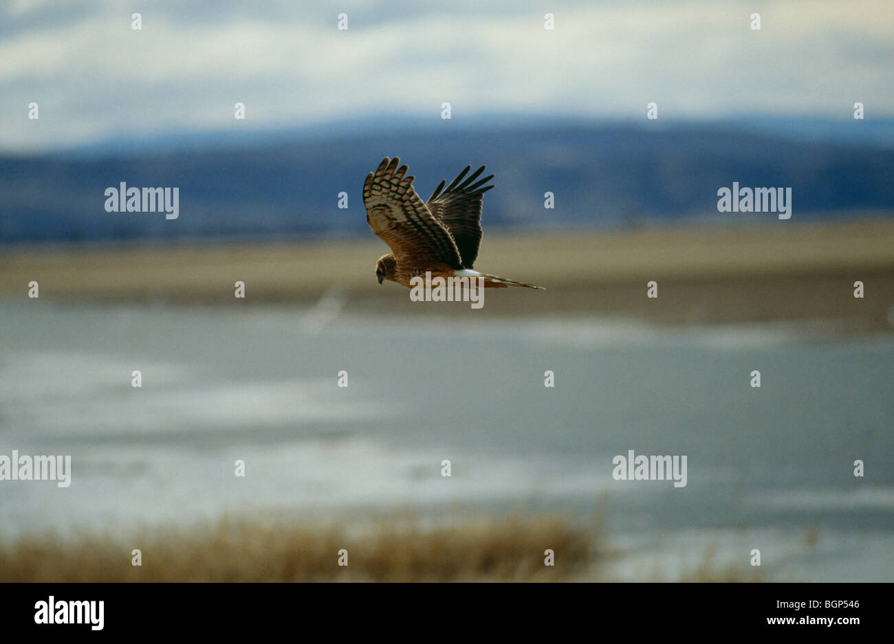 Un busard Saint-Martin flying Banque D'Images