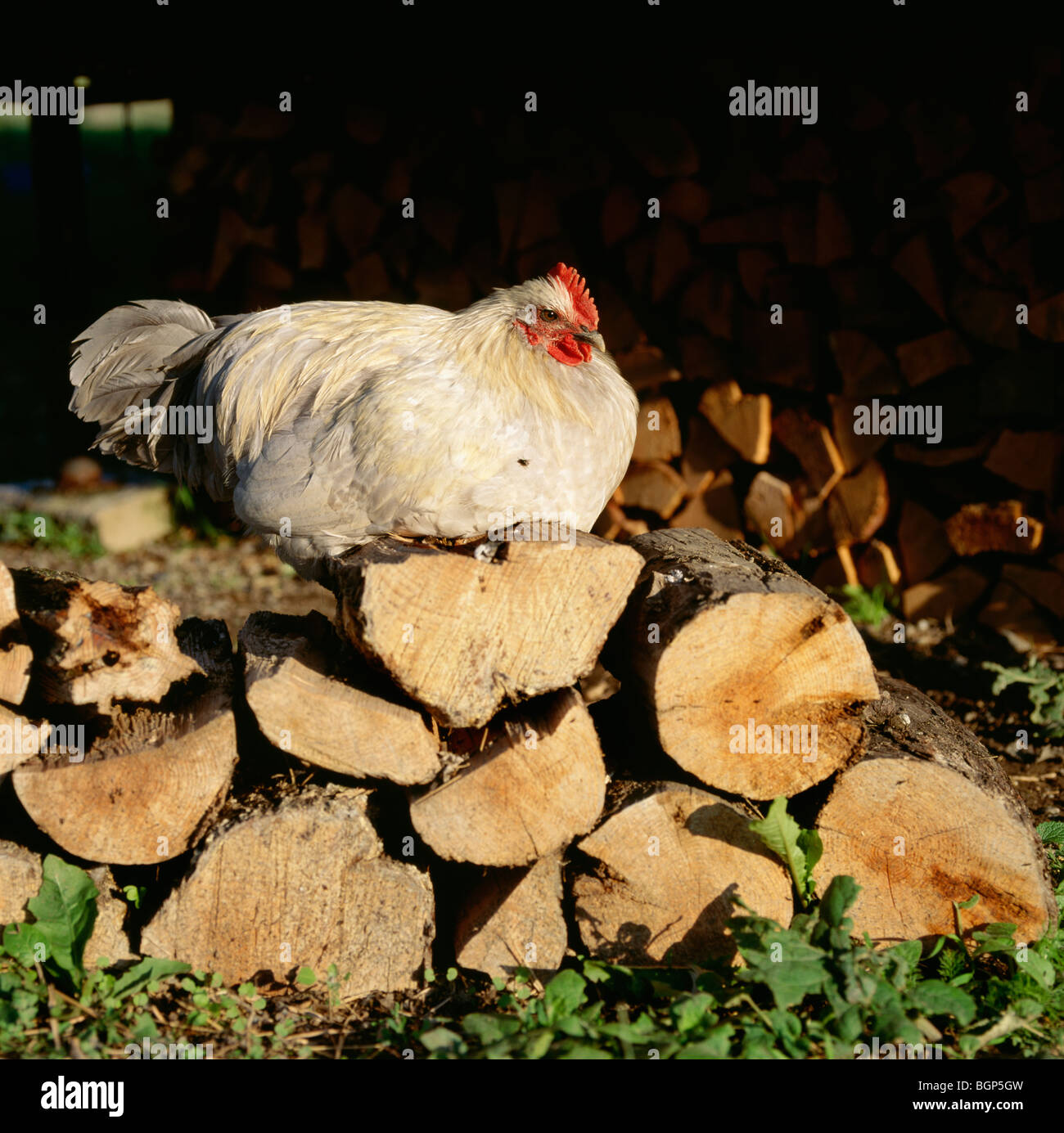 Une Poule dans une ferme, en Suède. Banque D'Images