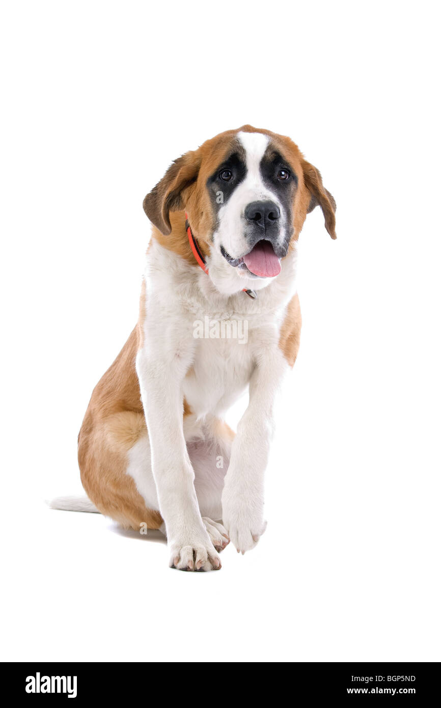Close up d'un Saint Bernard, chien isolé sur fond blanc. Banque D'Images