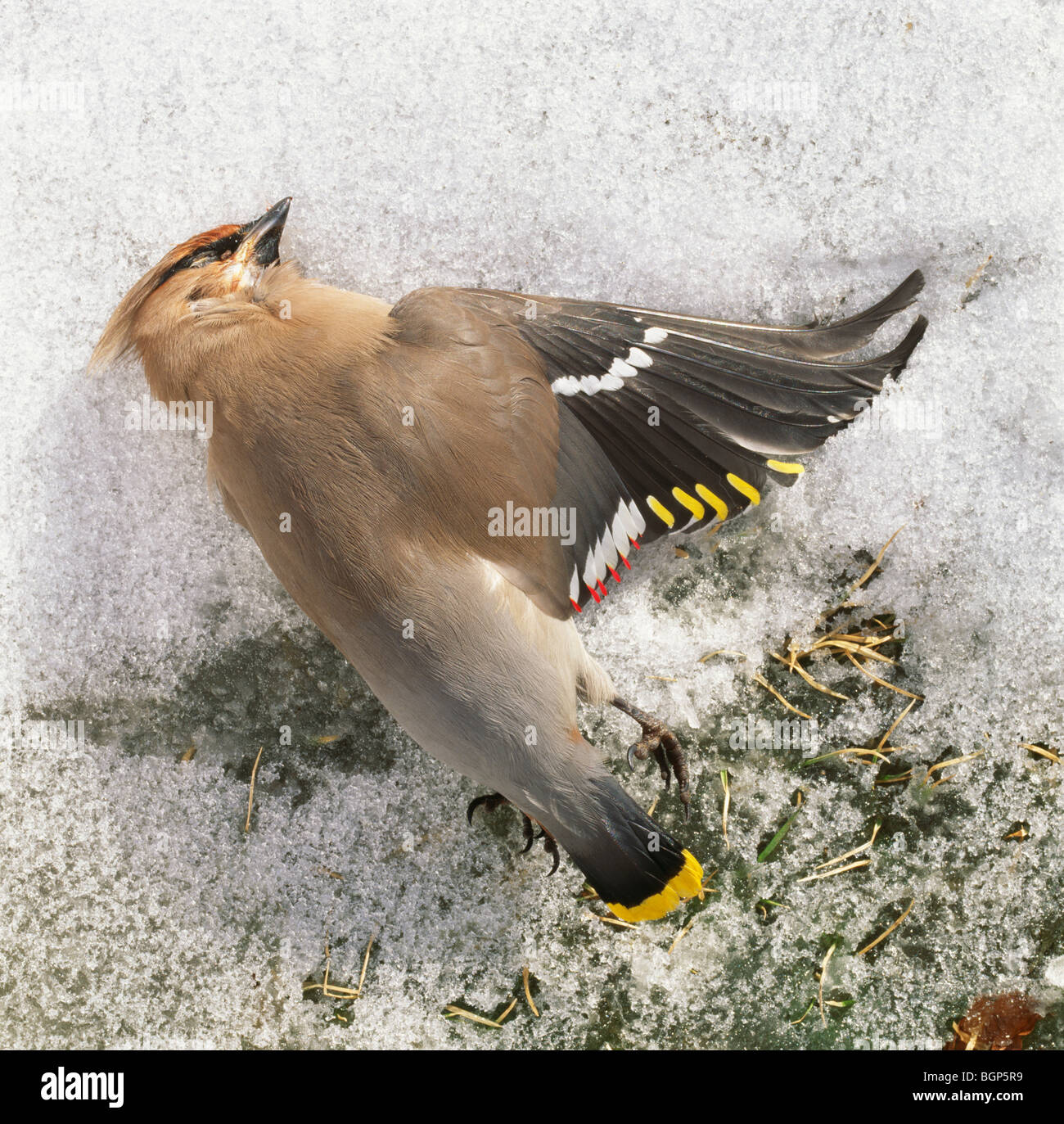 Un oiseau mort. Banque D'Images
