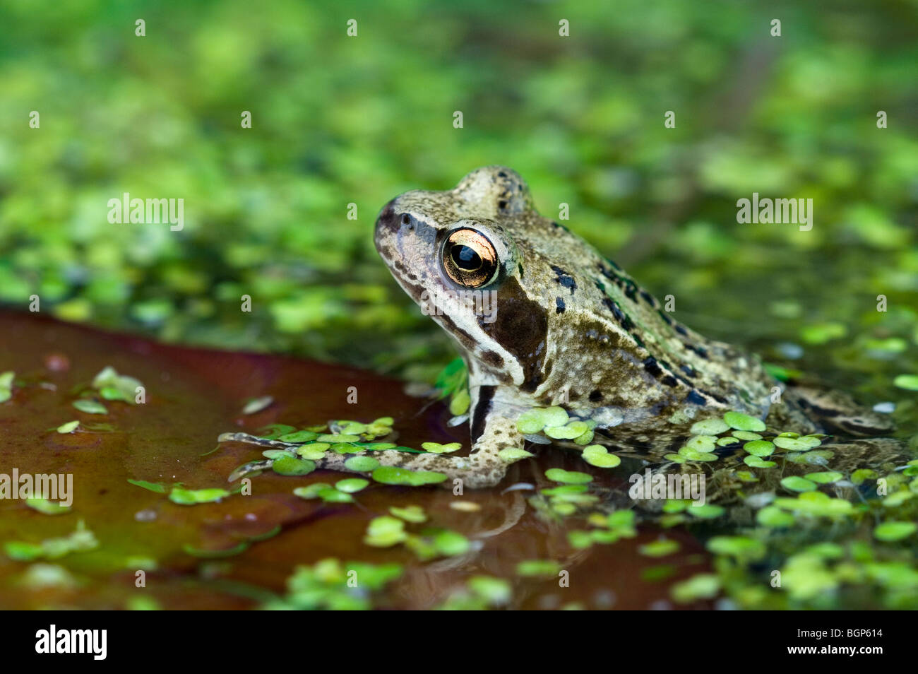 Européen brown frog (Rana temporaria) assis sur l'eau de nénuphar parmi les lentilles d'eau dans l'étang Banque D'Images