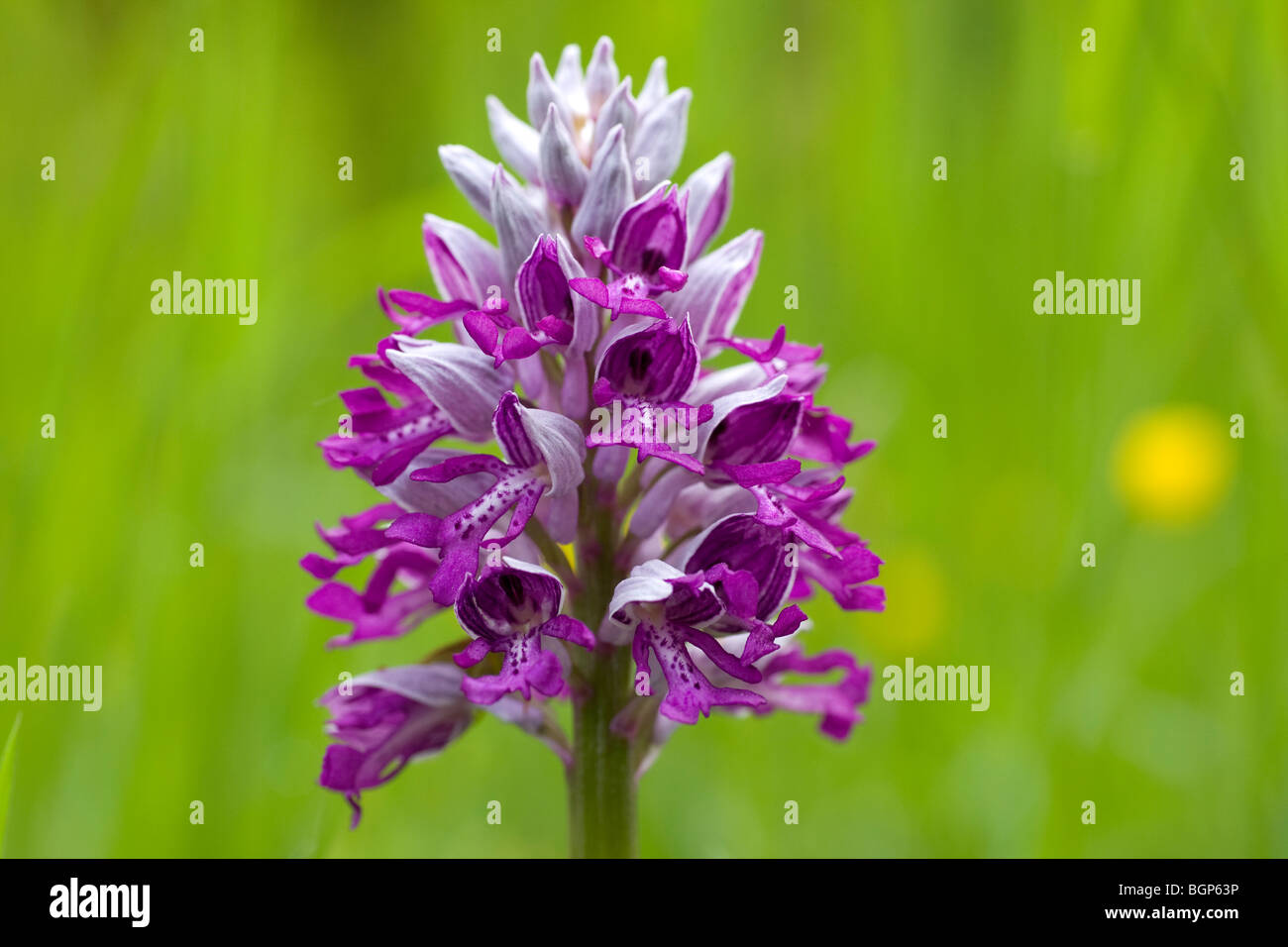 Orchidée militaire, Oland, Sweden. Banque D'Images