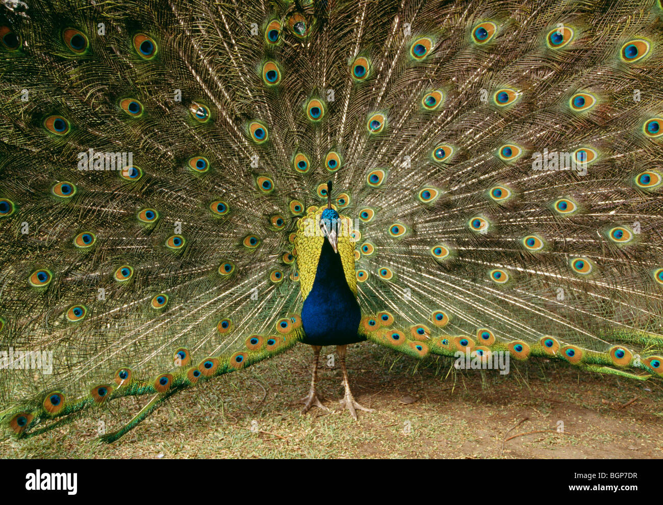 Un paon, Queensland, Australie. Banque D'Images
