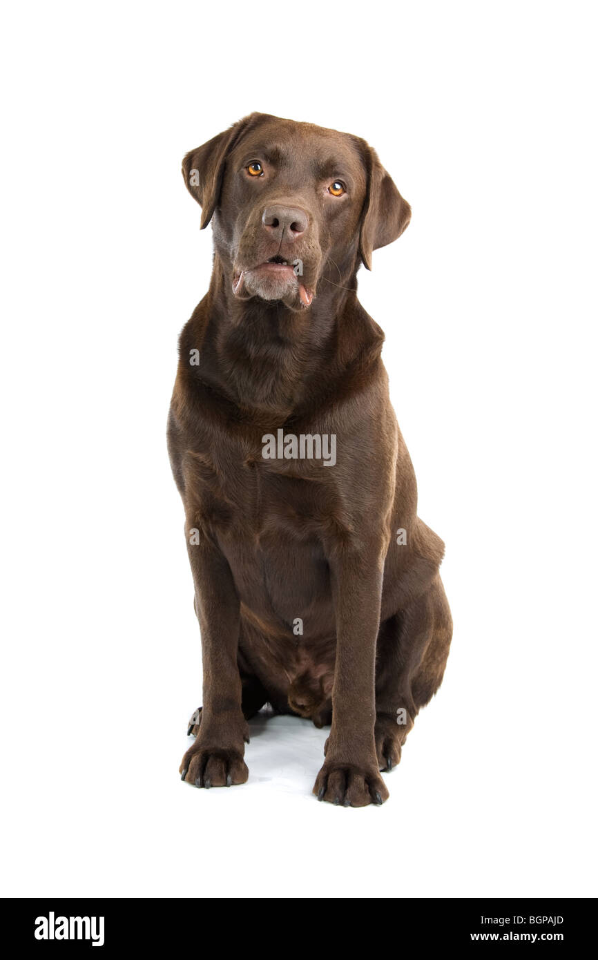 Gros plan du chien labrador retriever chocolat isolé sur fond blanc. Banque D'Images