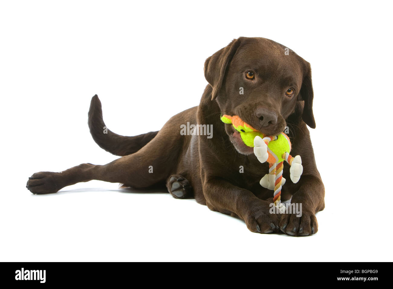 Gros plan du chien labrador chocolat isolé sur fond blanc. Banque D'Images