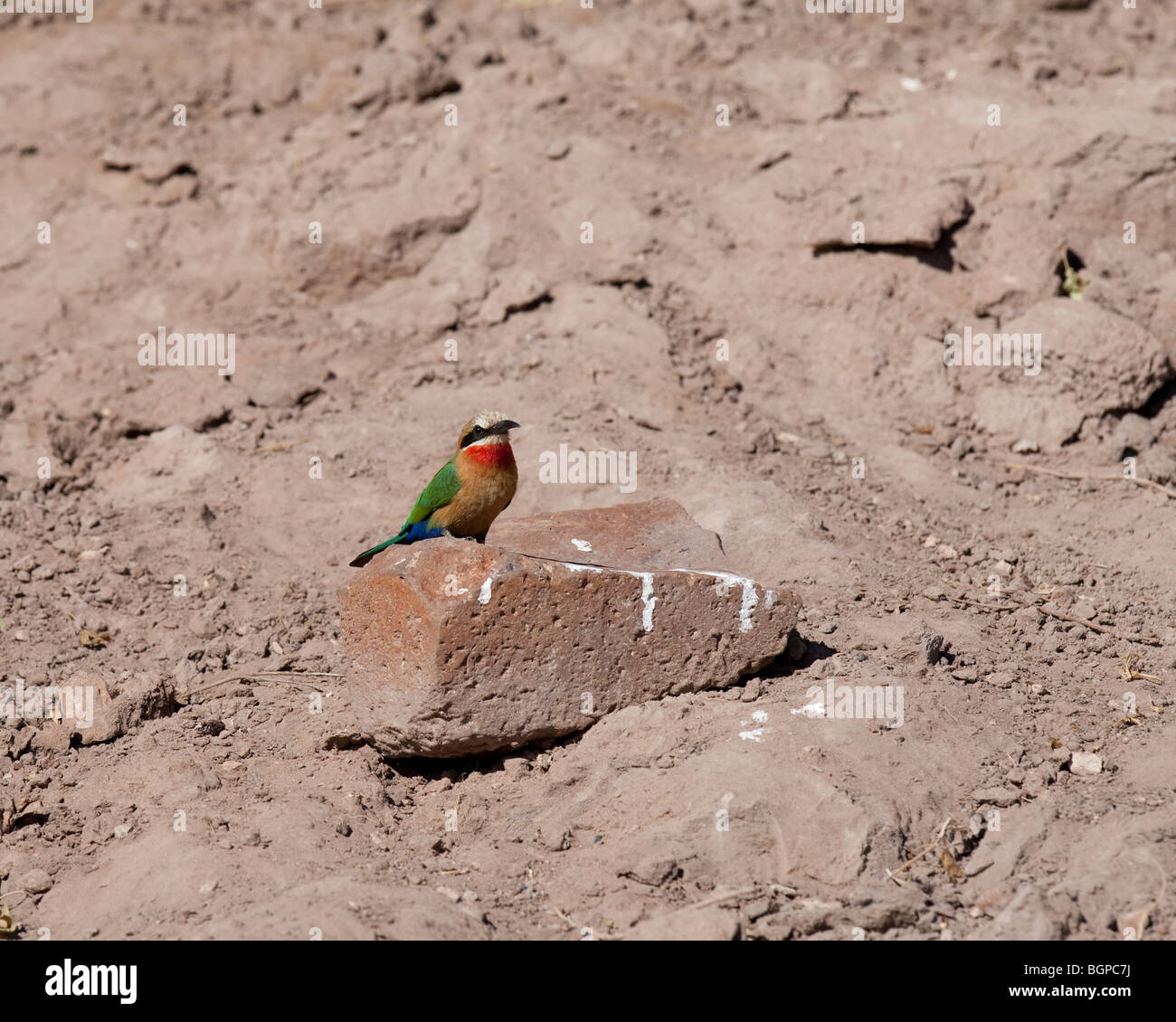 À façade blanche Guêpier (Merops bullockoides), Botswana, juin 2009 Banque D'Images