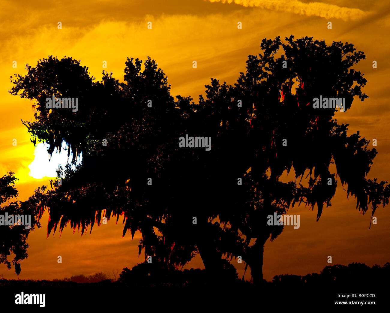 Grand sunset et chênes drapés de mousse Banque D'Images