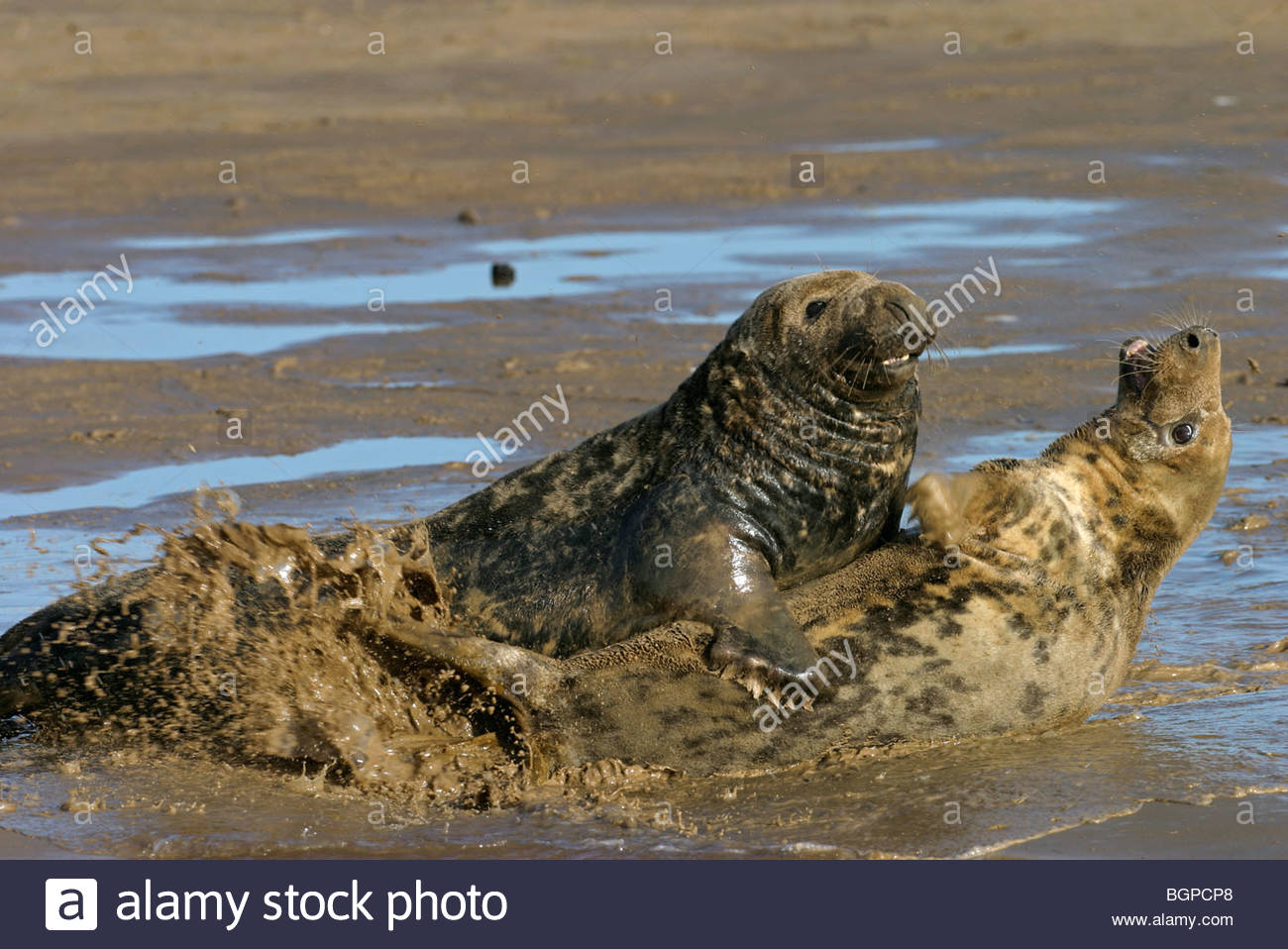 Phoque Gris Halichoerus Grypus Vache Et Taureau Sur Plage
