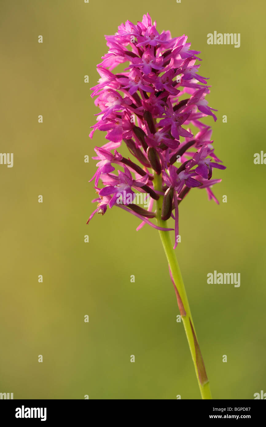 Anacamptis pyramidalis (orchidée pyramidale) x orchidée parfumée (Gymnadenia conopsea), Belgique Banque D'Images