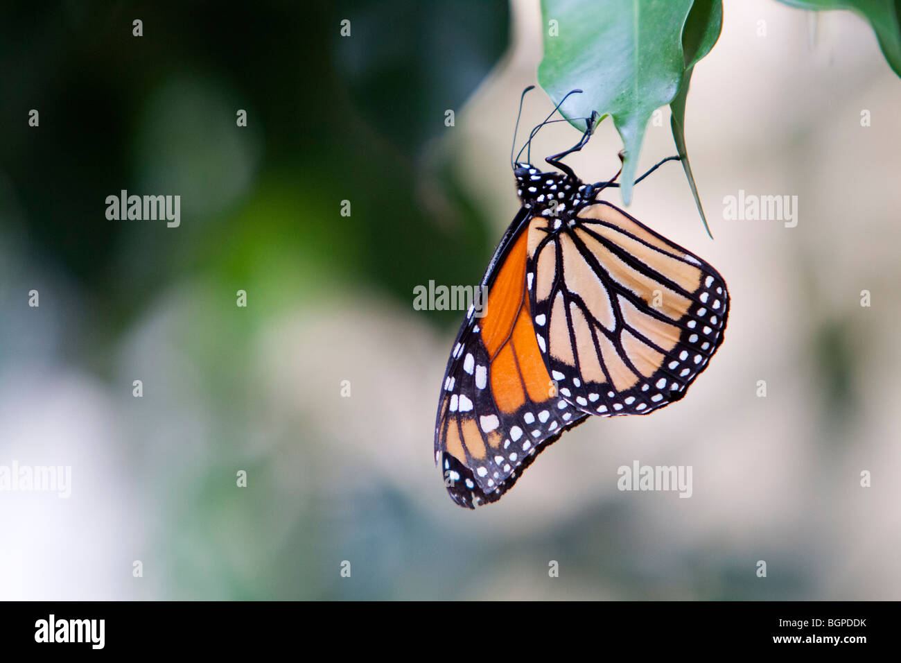 Un papillon monarque posée sur une feuille. Banque D'Images
