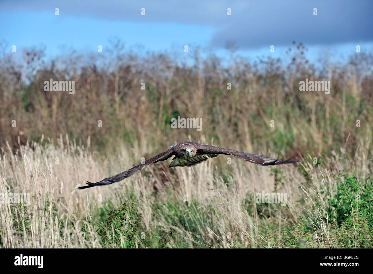 Buse variable (Buteo buteo) survolant prairie en Angleterre, Royaume-Uni Banque D'Images