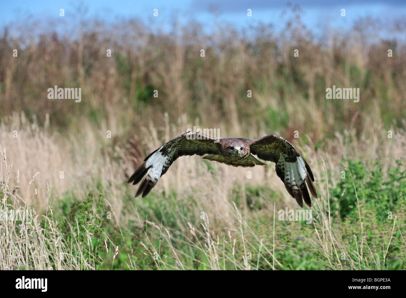 Buse variable (Buteo buteo) survolant prairie en Angleterre, Royaume-Uni Banque D'Images