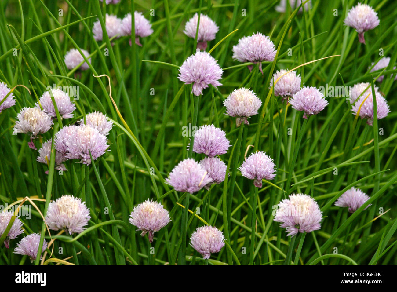 La ciboulette Allium schoenoprasum est la plus petite espèce de l'oignons comestibles Banque D'Images