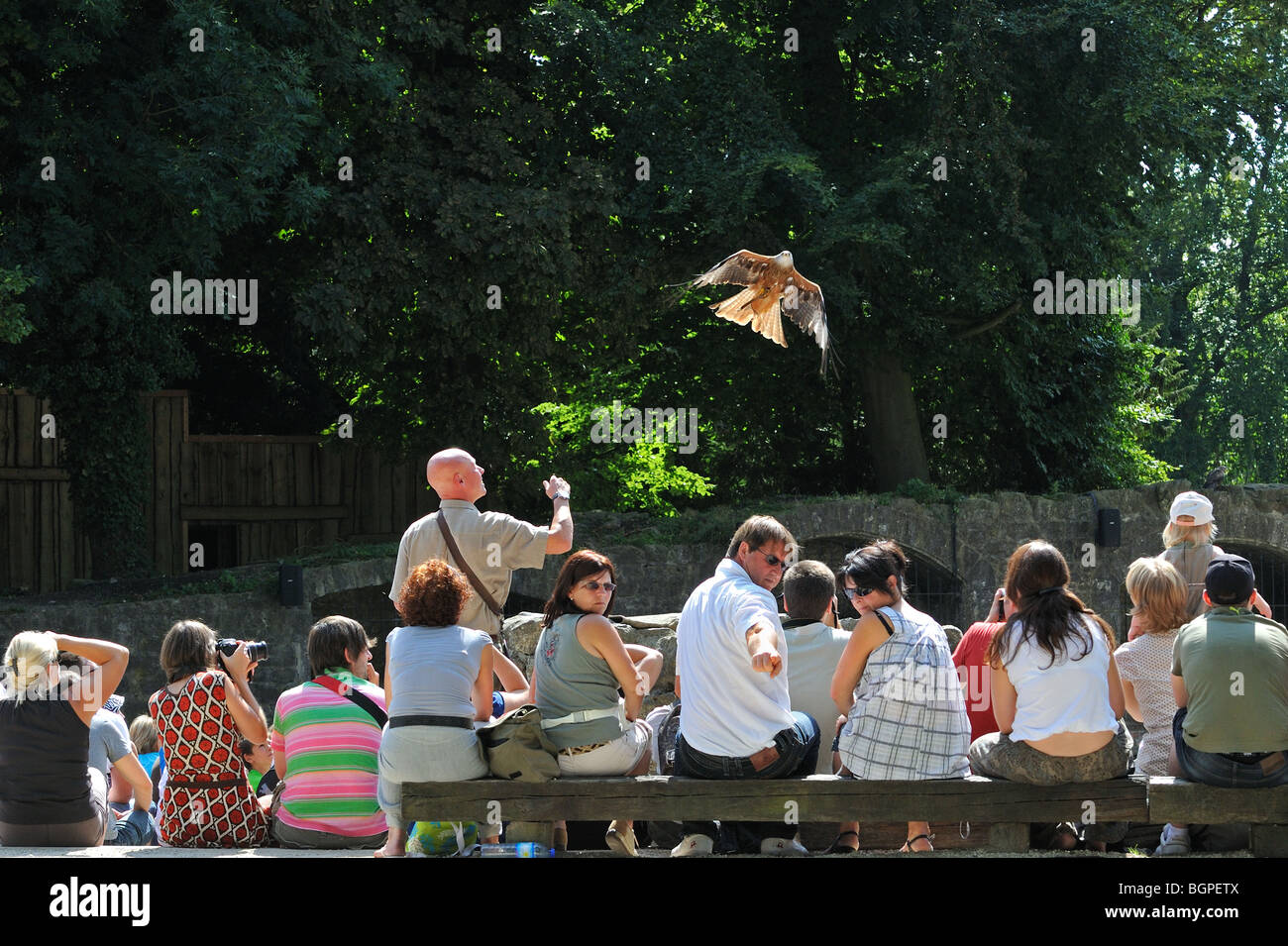 Falconer avec le milan royal (Milvus milvus) au cours d'oiseau de spectacle dans le parc animalier Pairi Daiza, Belgique Banque D'Images
