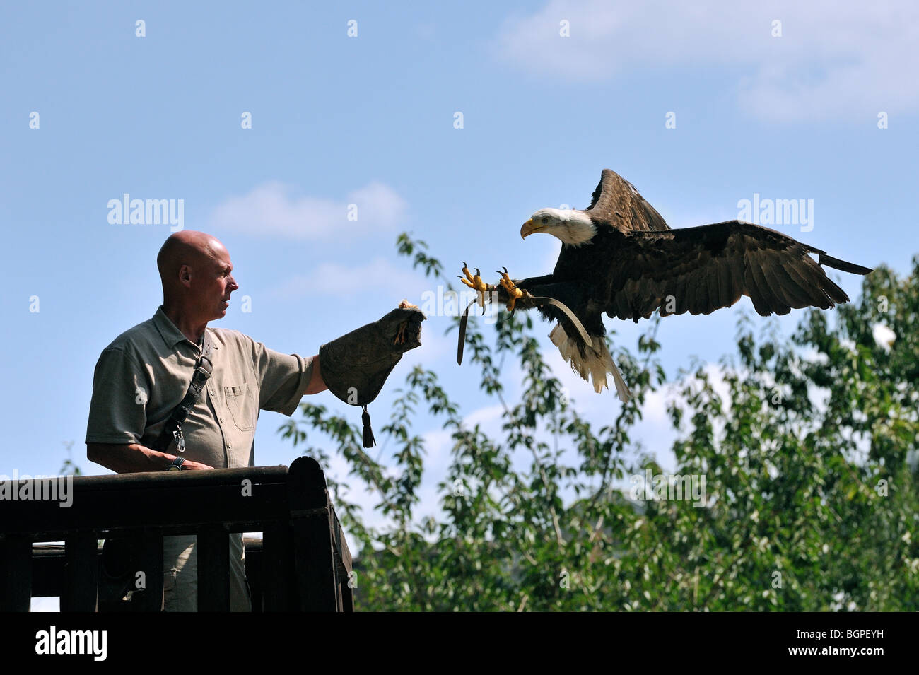 Falconer avec Pygargue à tête blanche (Haliaeetus leucocephalus) au cours d'oiseau de spectacle dans le parc animalier Pairi Daiza, Belgique Banque D'Images