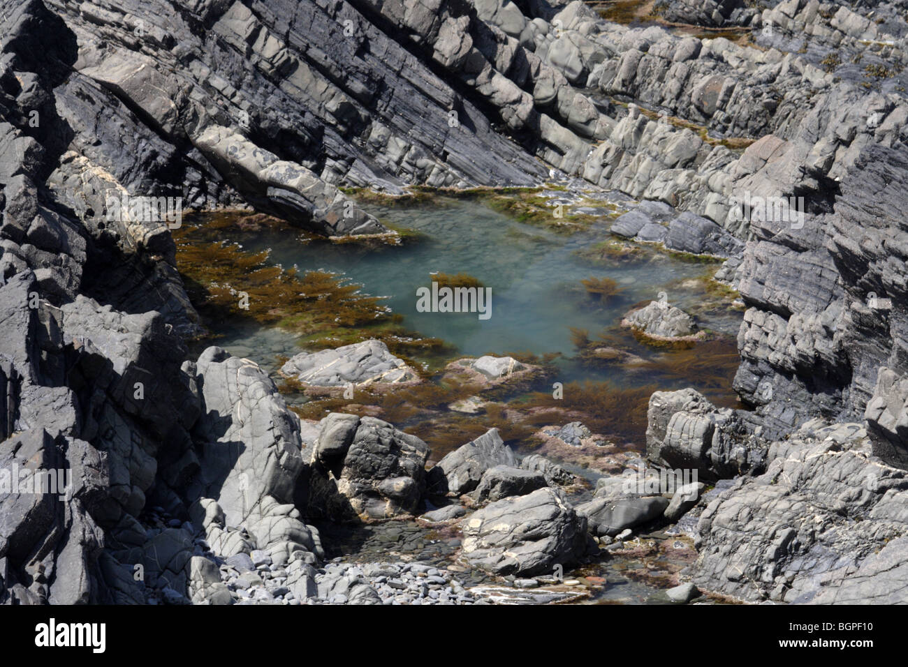 Rockpool à Hartland quay devon Banque D'Images