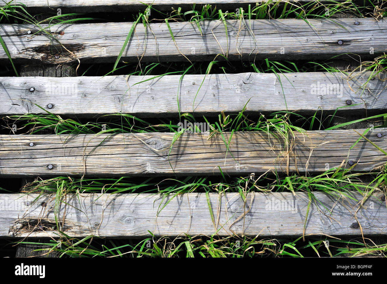 Trottoir de bois dans la lande de l'écosystème fragile des Hautes Fagnes / Hautes Fagnes, Ardennes Belges, Belgique Banque D'Images