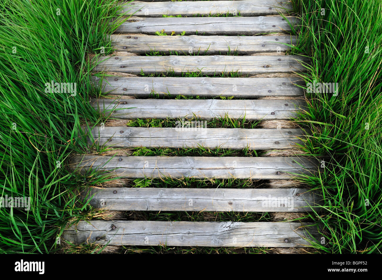 Trottoir de bois dans la lande de l'écosystème fragile des Hautes Fagnes / Hautes Fagnes, Ardennes Belges, Belgique Banque D'Images