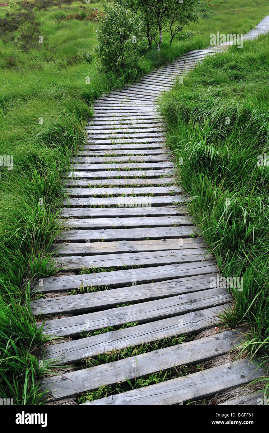 Trottoir de bois dans la lande de l'écosystème fragile des Hautes Fagnes / Hautes Fagnes, Ardennes Belges, Belgique Banque D'Images