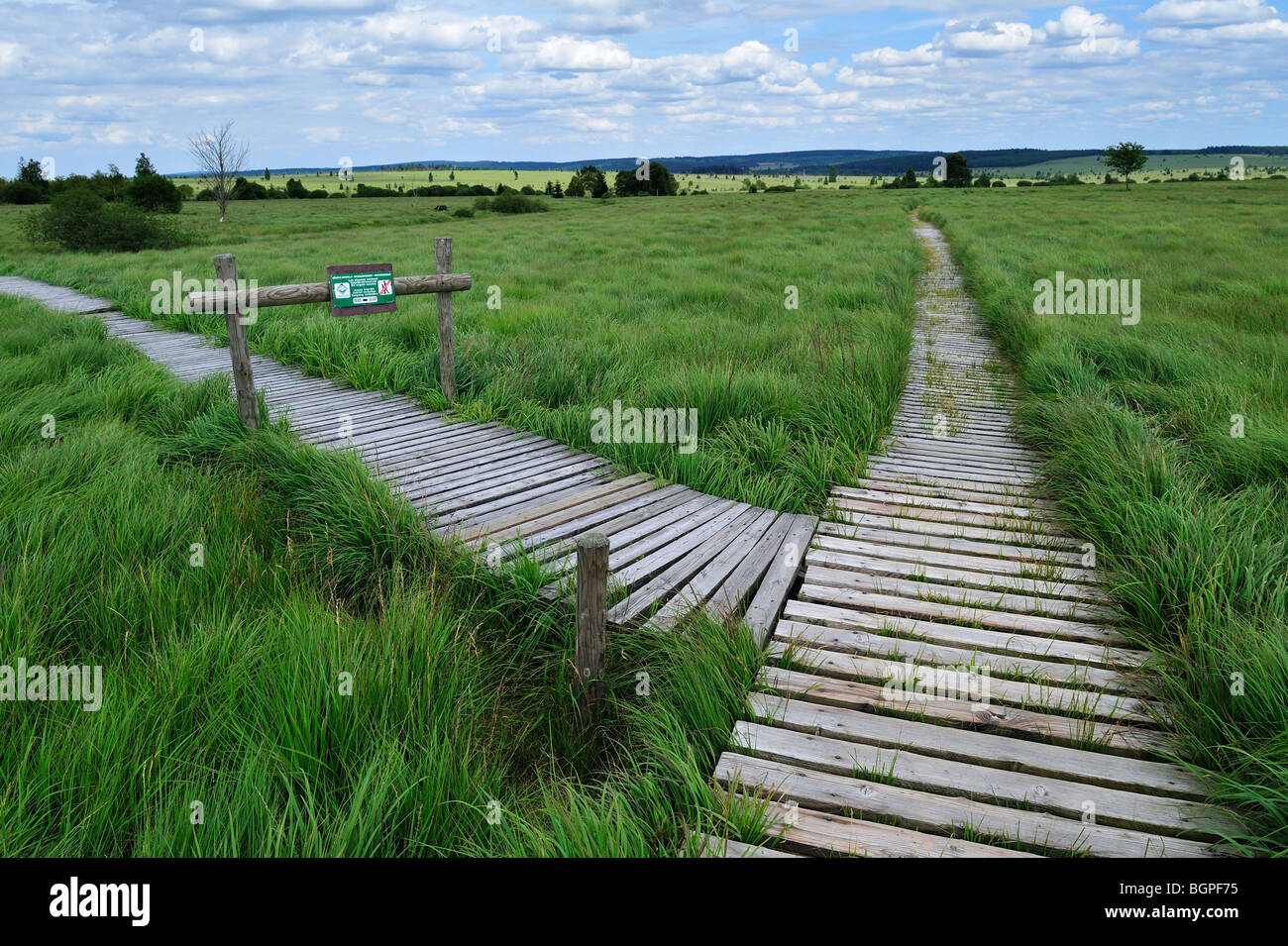 Trottoir de bois dans la lande de l'écosystème fragile des Hautes Fagnes / Hautes Fagnes, Ardennes Belges, Belgique Banque D'Images