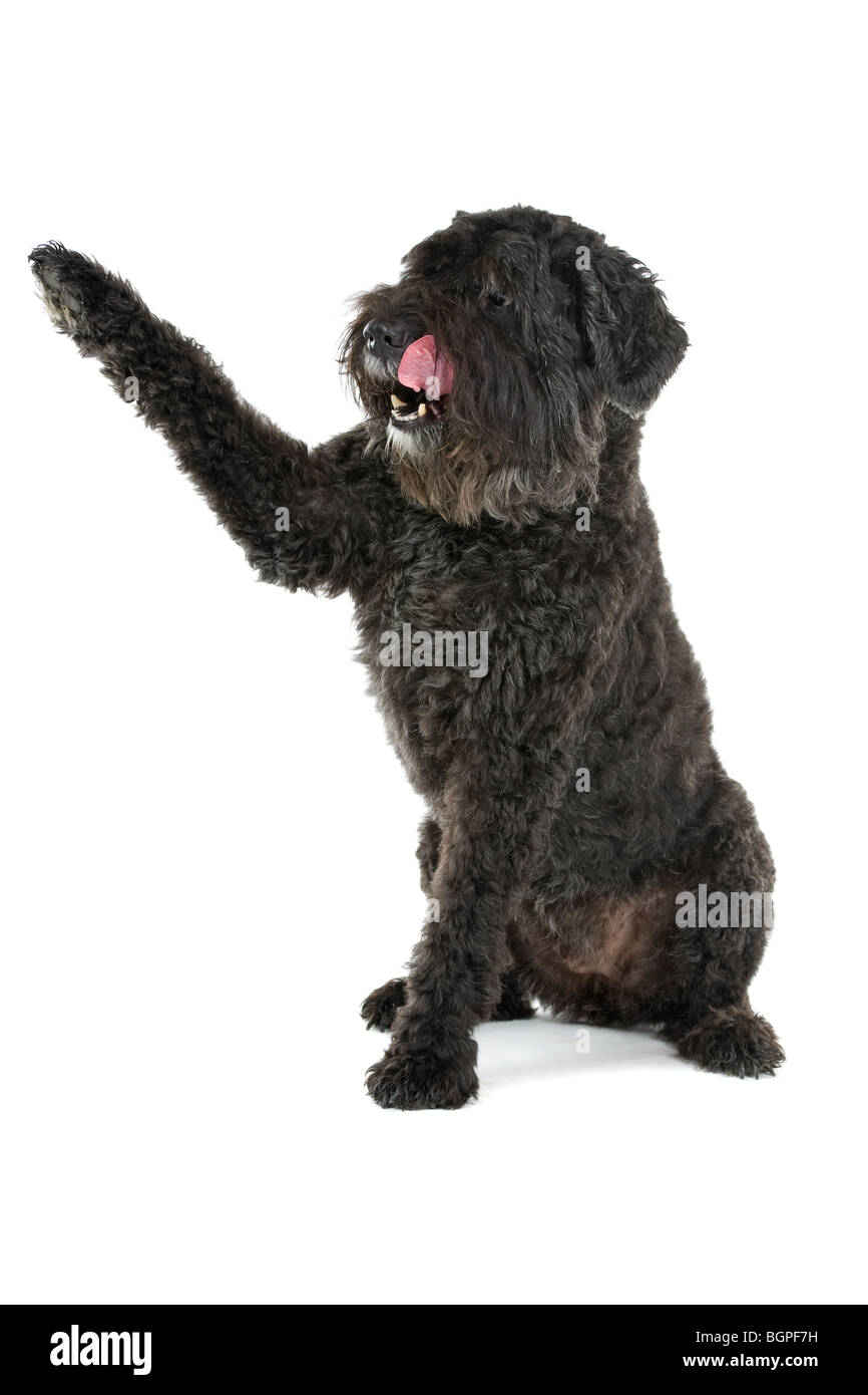 Bouvier des Flandres chien isolé sur fond blanc. Banque D'Images