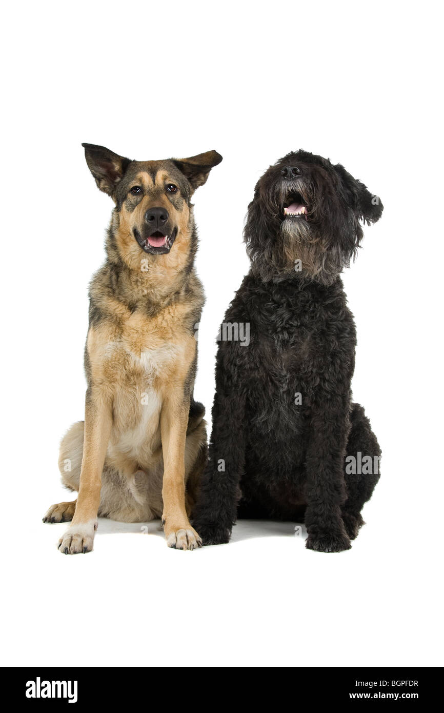 Un vieux Bouvier des Flandres et une jeune race croisée berger partie isolé sur un fond blanc. Banque D'Images