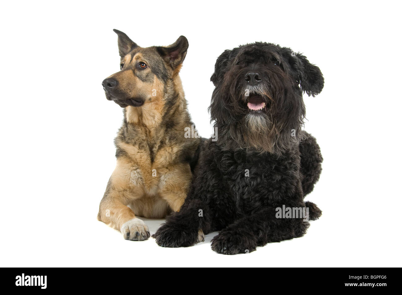 Un vieux Bouvier des Flandres et une jeune race croisée berger partie isolé sur un fond blanc. Banque D'Images