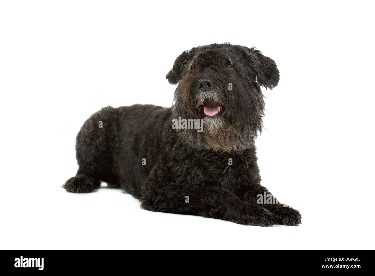 Bouvier des Flandres chien isolé sur fond blanc. Banque D'Images