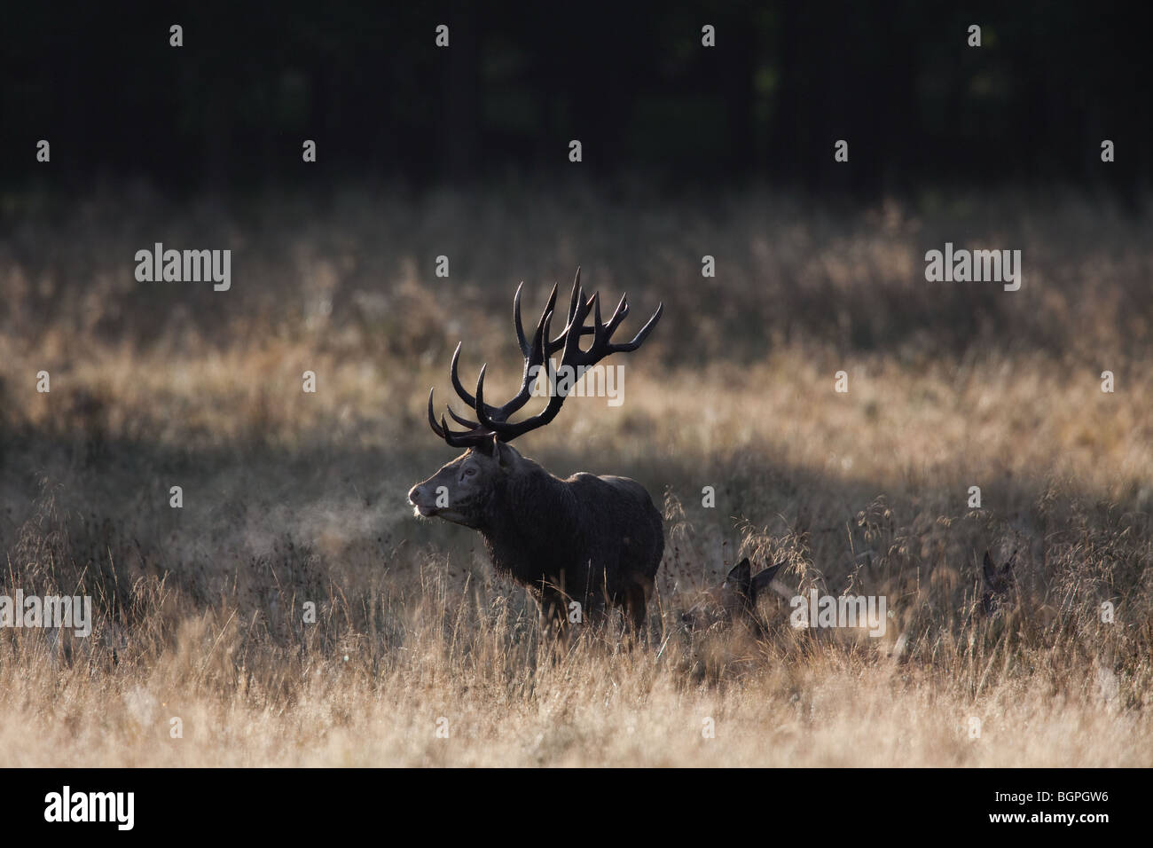 Red Deer (Cervus elaphus) stag hinds élevage à la lisière de la forêt pendant le rut en automne Banque D'Images