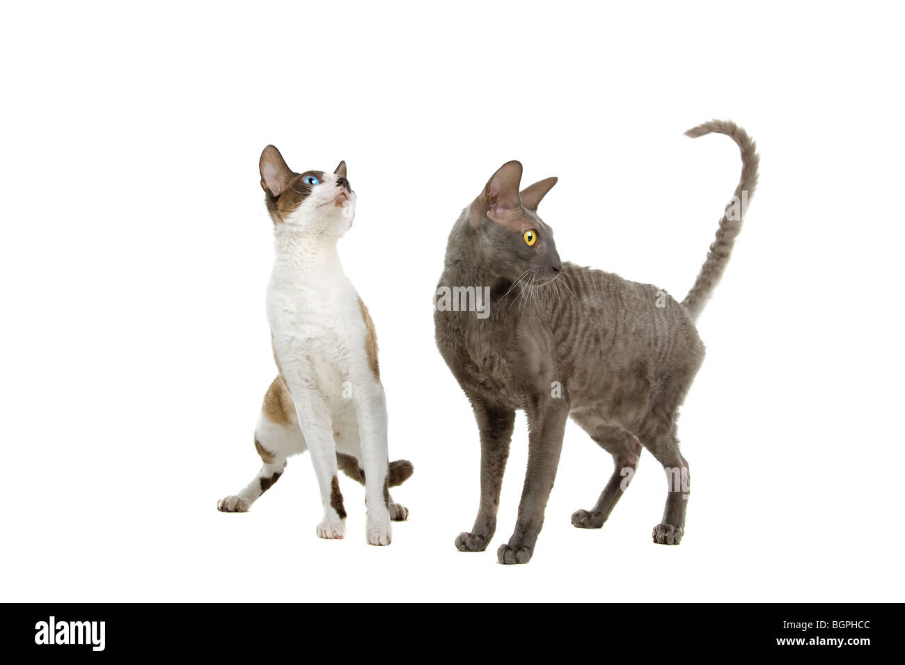 Libre de deux chats Cornish Rex isolé sur fond blanc. Banque D'Images