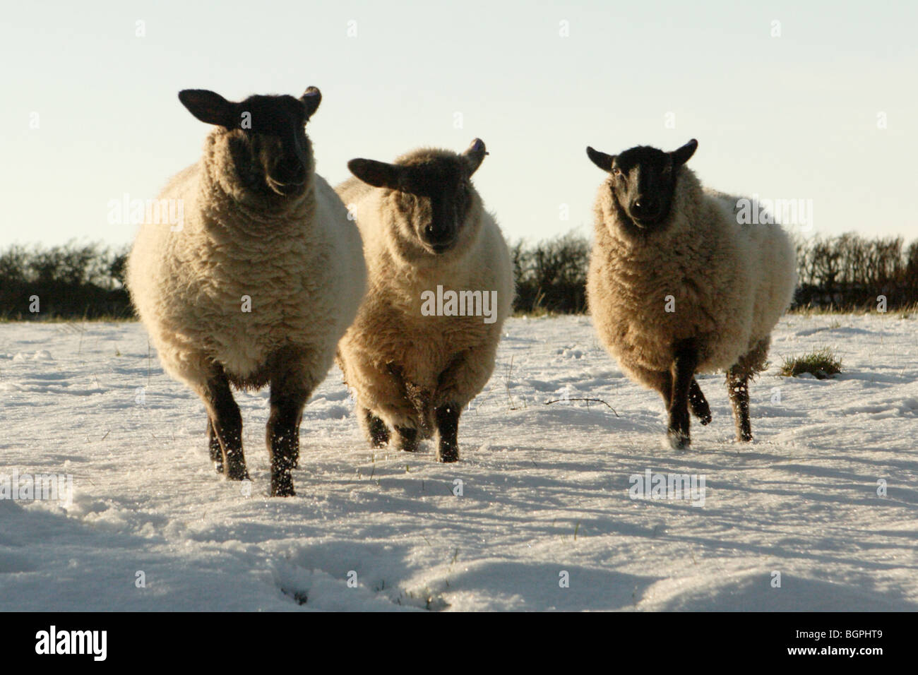 L'exécution de moutons dans la neige dans le nord du Devon janvier 2010 Banque D'Images
