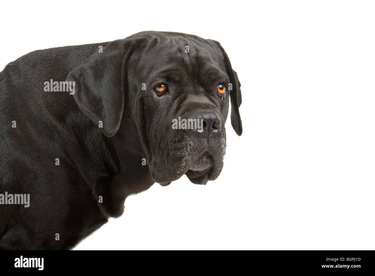 Gros plan du chien Cane Corso noir isolé sur fond blanc Banque D'Images