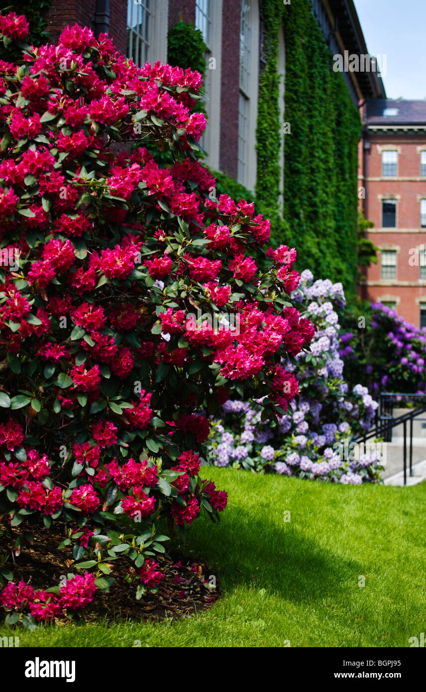 RHODODENDRONS en fleurs le long du côté de l'église commémorative à l'université de Harvard, Cambridge, Massachusetts Banque D'Images