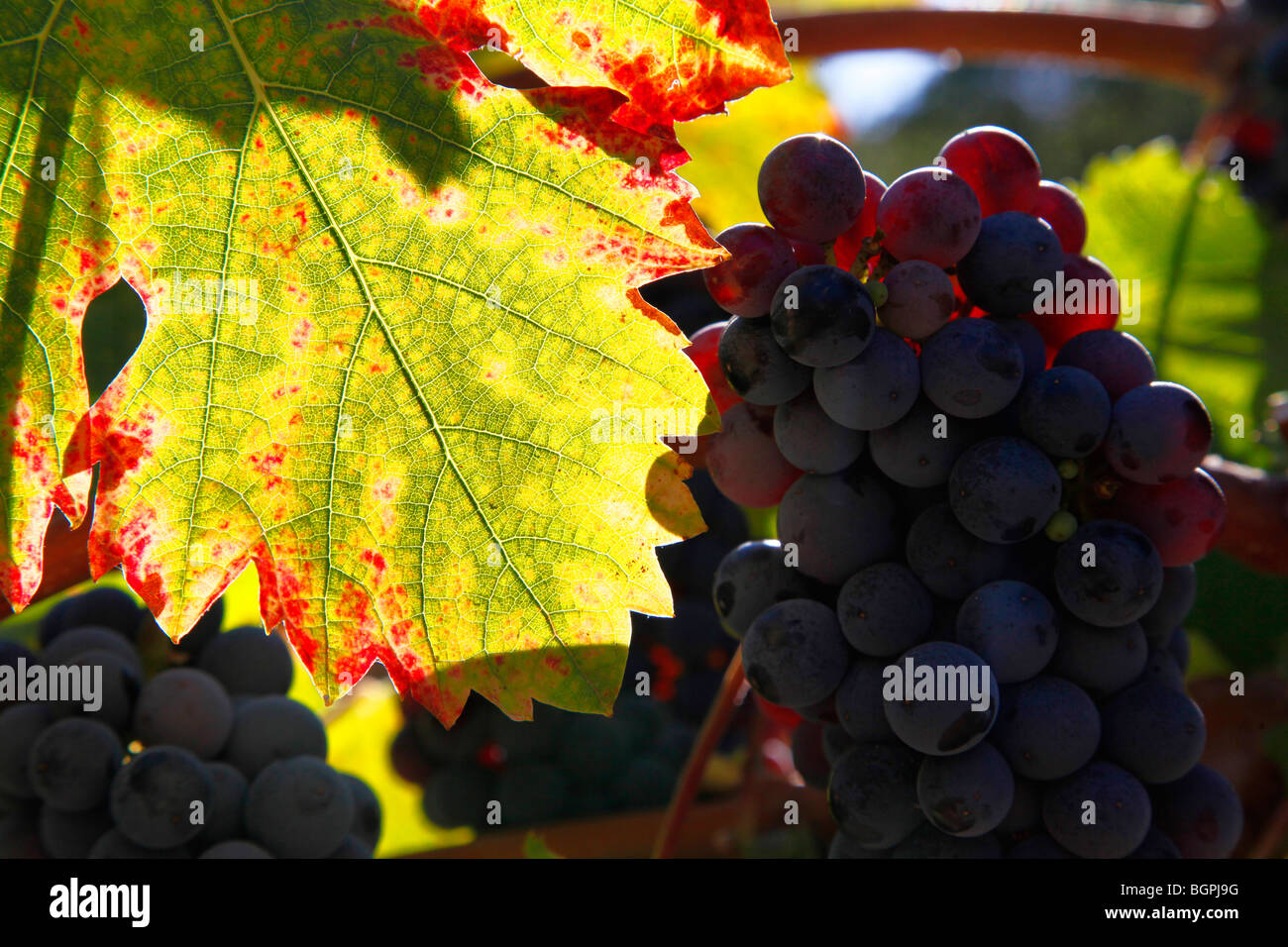 Raisin Zinfandel dans vignoble, Sonoma Valley, Californie Banque D'Images