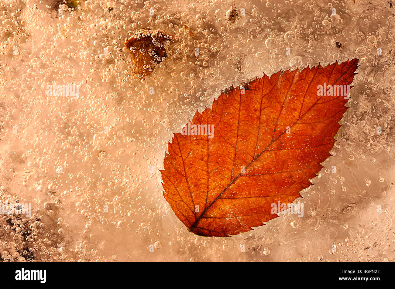 Avec un étang gelé de la couleur d'automne qui a été congelé dans le temps montrant les veines et les cristaux de glace Banque D'Images